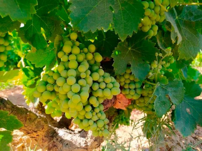 Uvas del Condado de Huelva